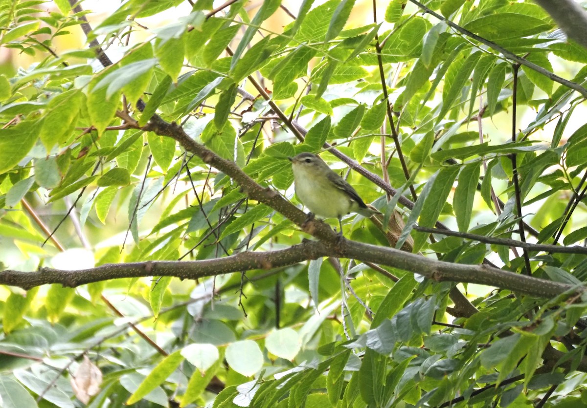 sangvireo - ML643917450