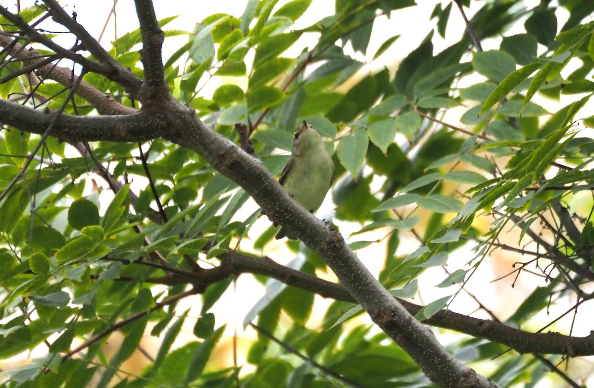 sangvireo - ML643917451