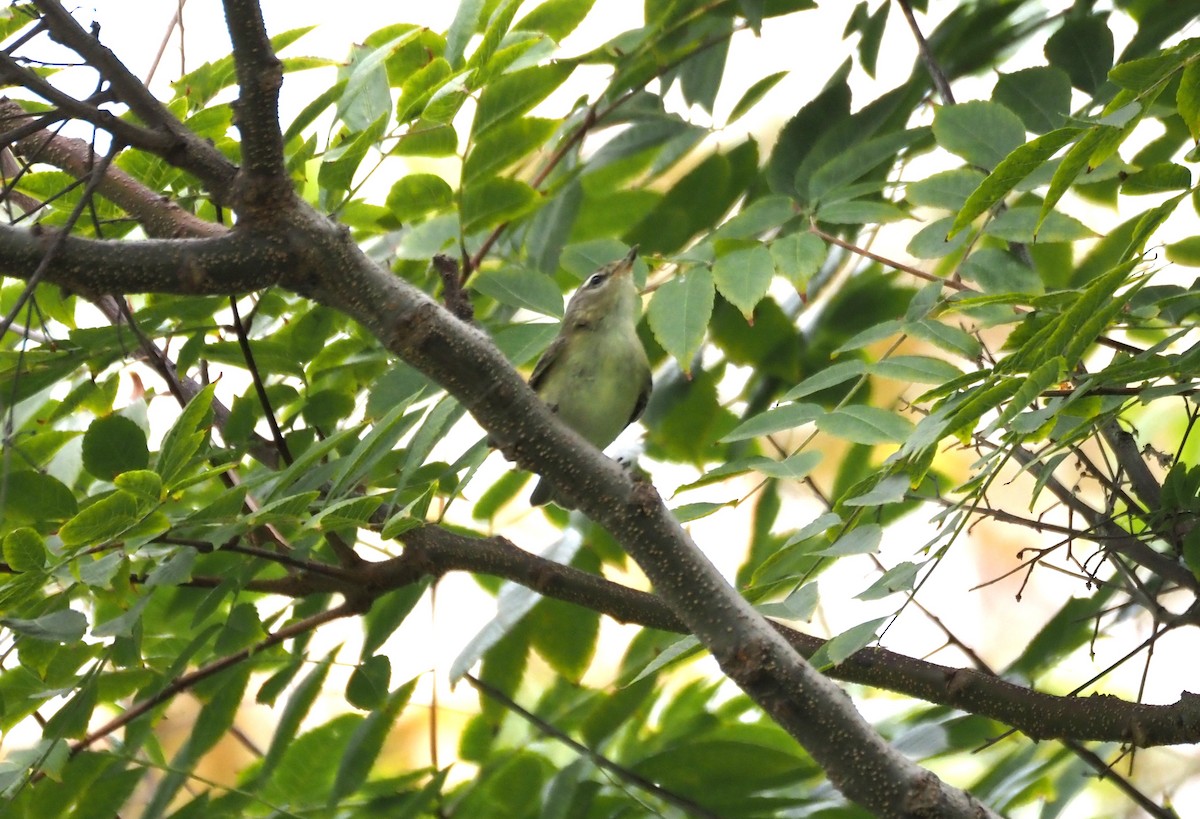 sangvireo - ML643917452