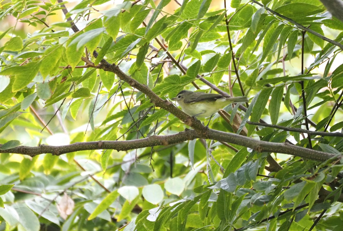 sangvireo - ML643917453