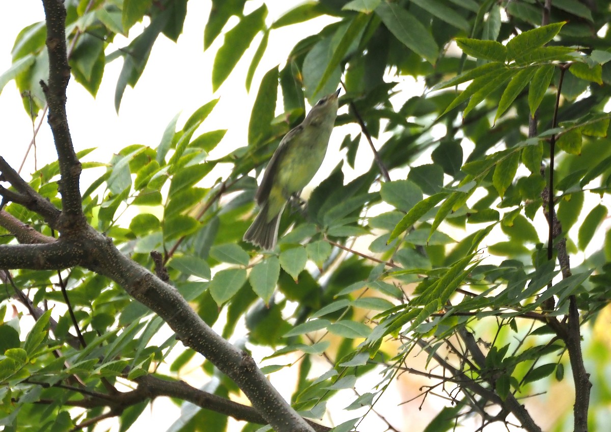 sangvireo - ML643917454