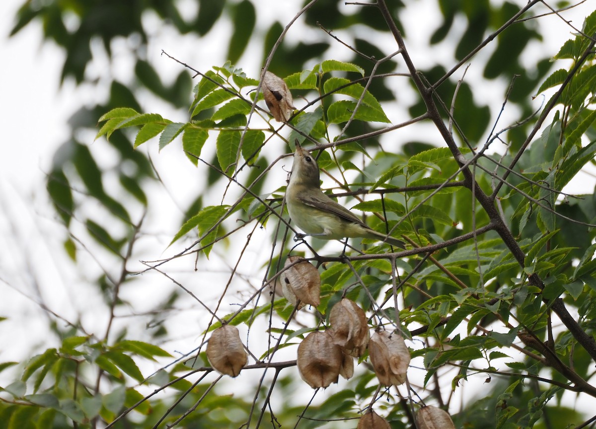 sangvireo - ML643917455