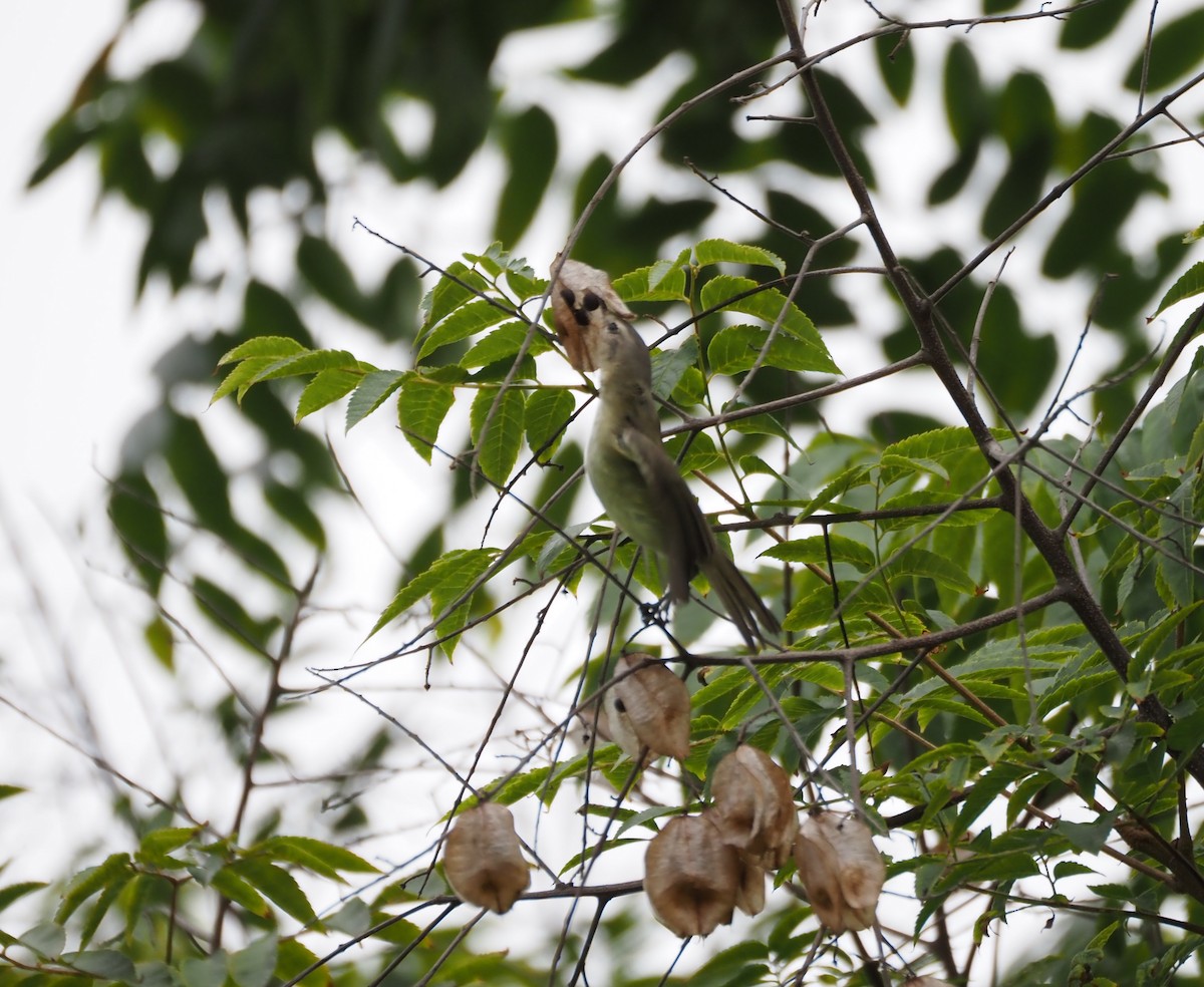 sangvireo - ML643917456