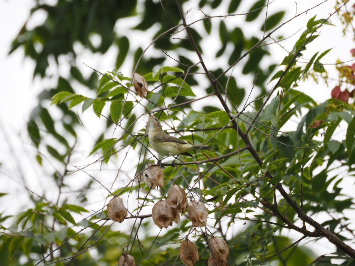 sangvireo - ML643917457