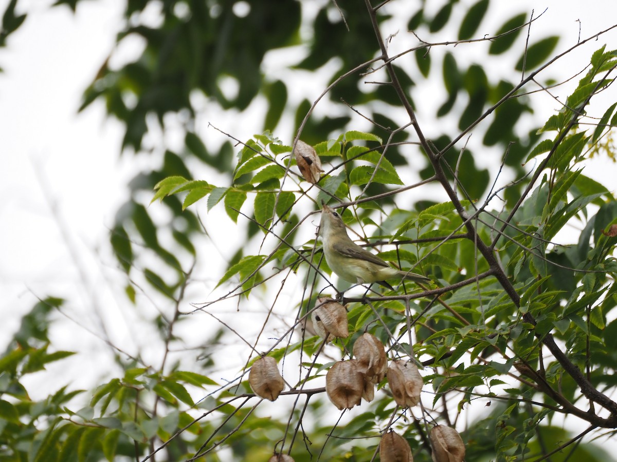 sangvireo - ML643917458