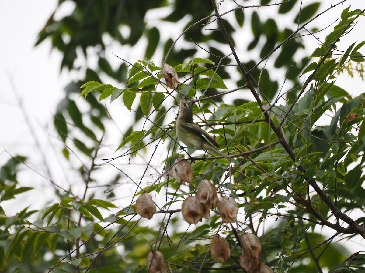 sangvireo - ML643917459