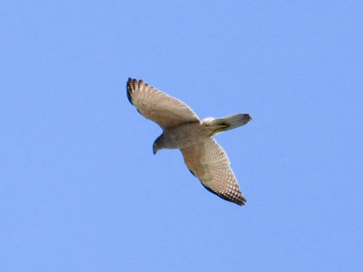 Brown Goshawk - ML643917461