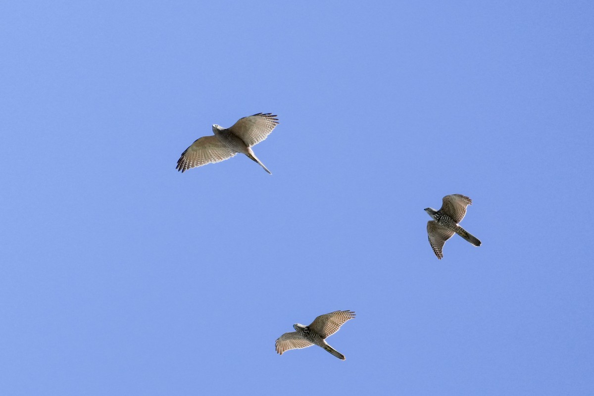 Brown Goshawk - ML643917462