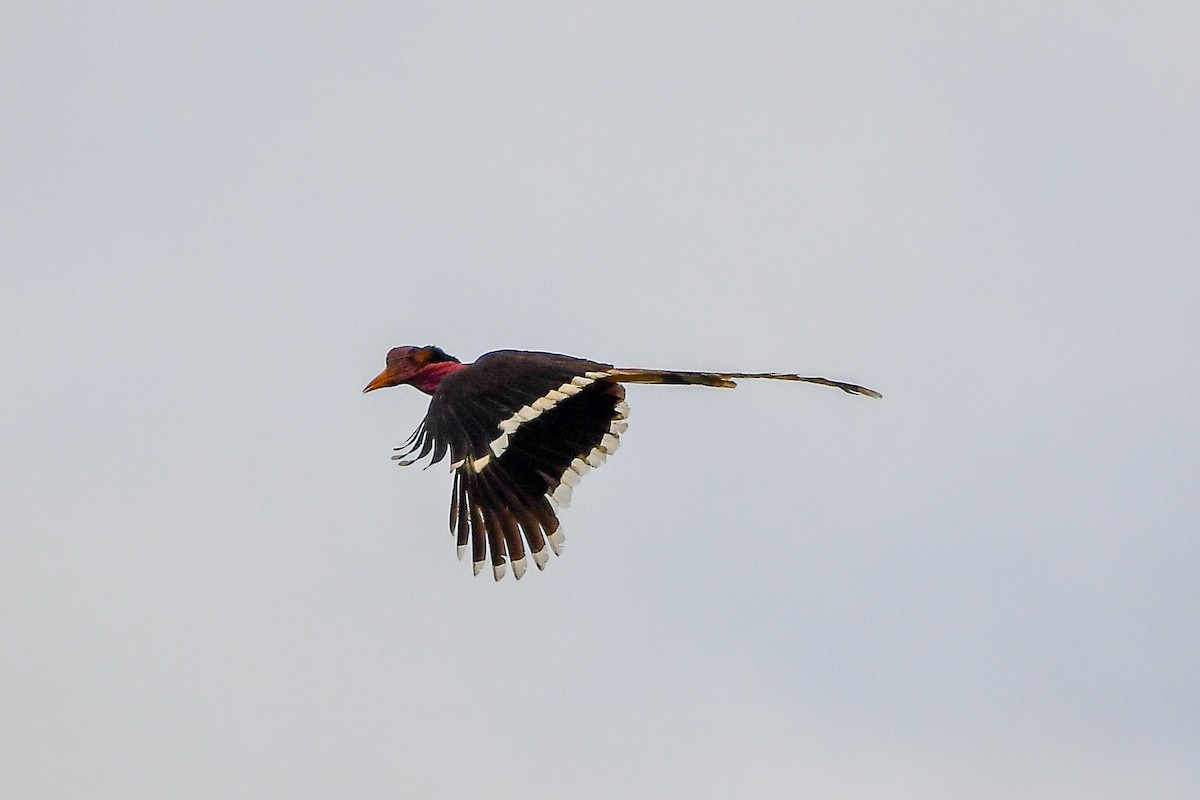 Helmeted Hornbill - ML643917472