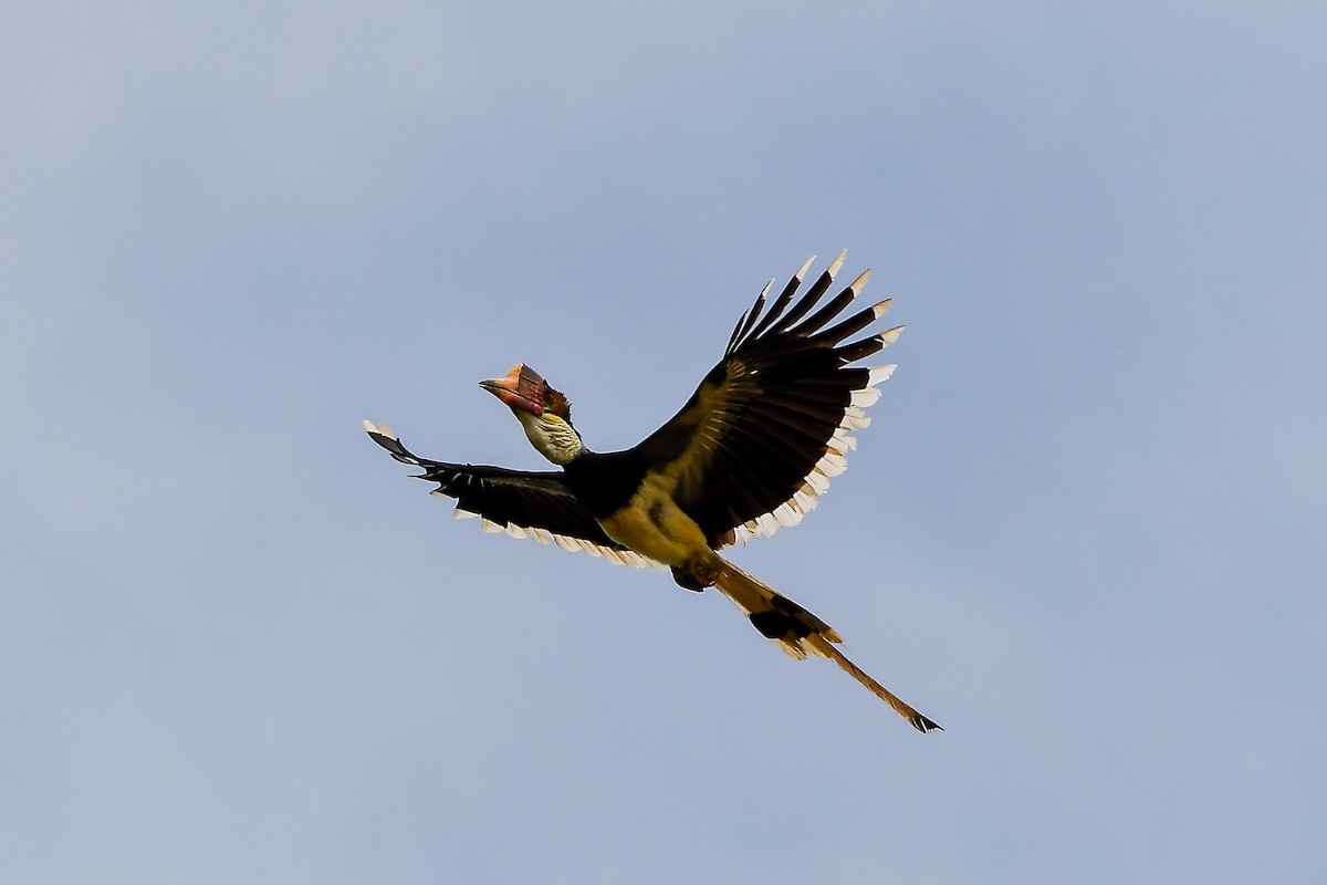 Helmeted Hornbill - ML643917473