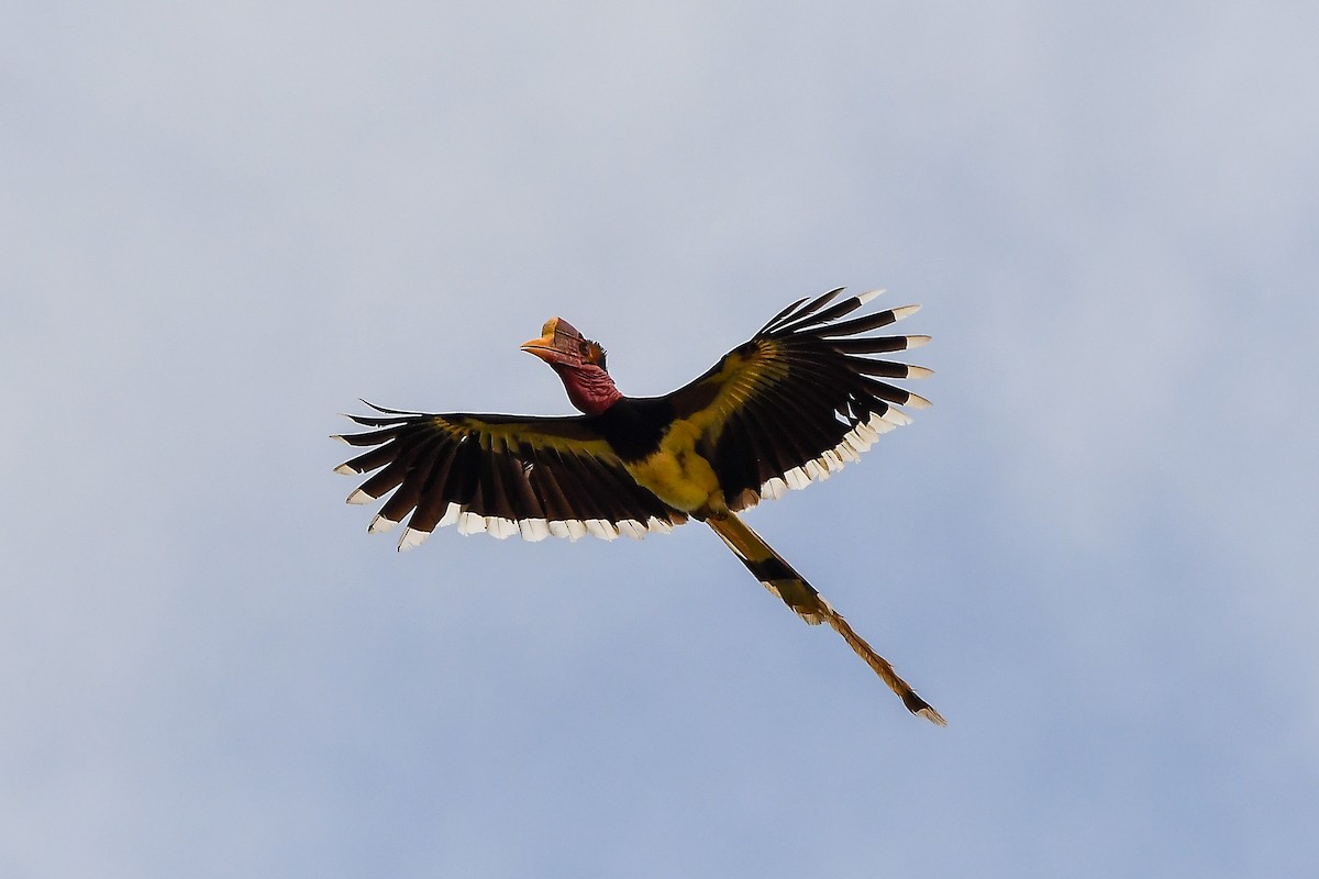 Helmeted Hornbill - ML643917474