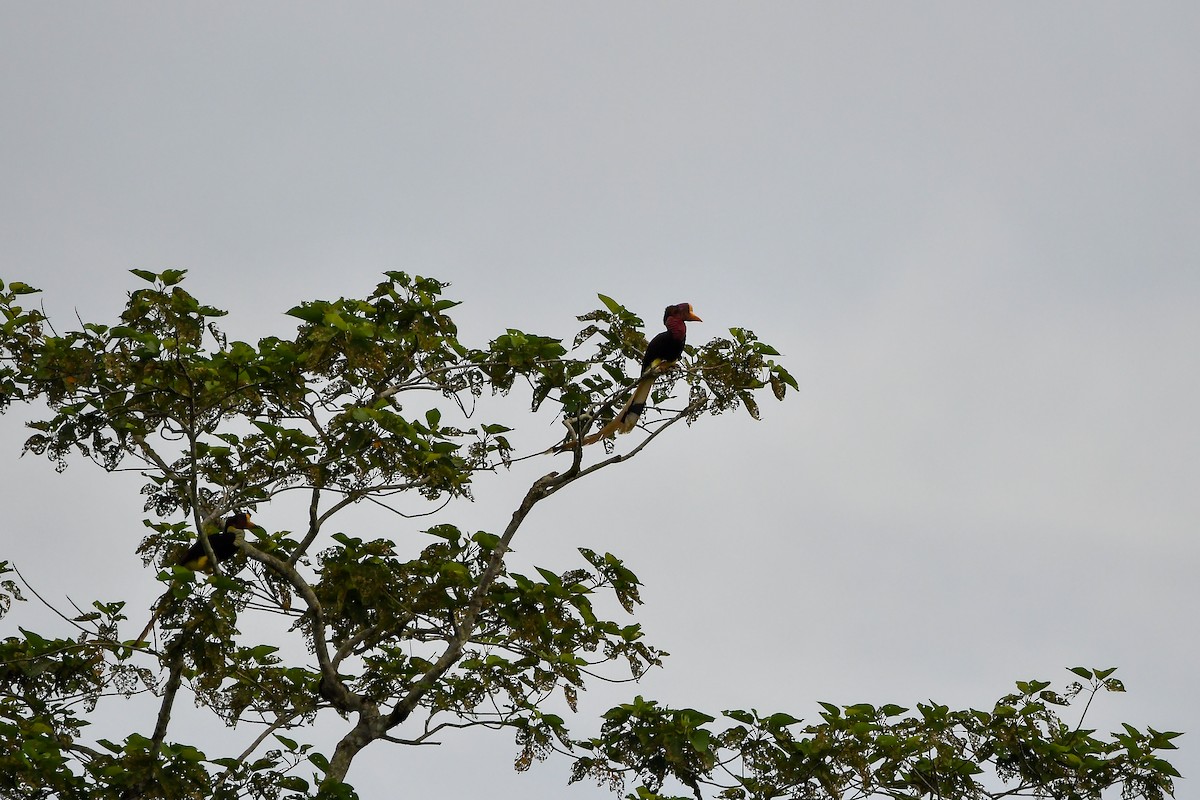 Helmeted Hornbill - ML643917480