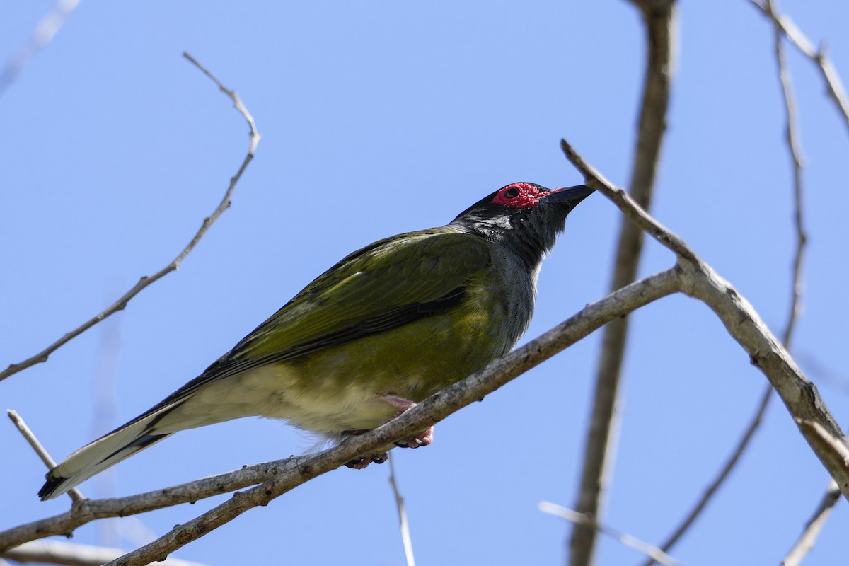 Australasian Figbird - ML643917486