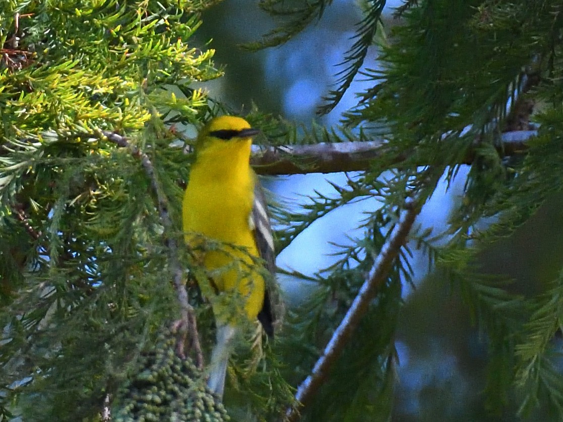 Blue-winged Warbler - ML643917518