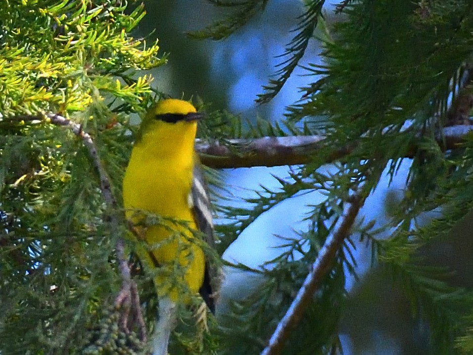 Blue-winged Warbler - ML643917519
