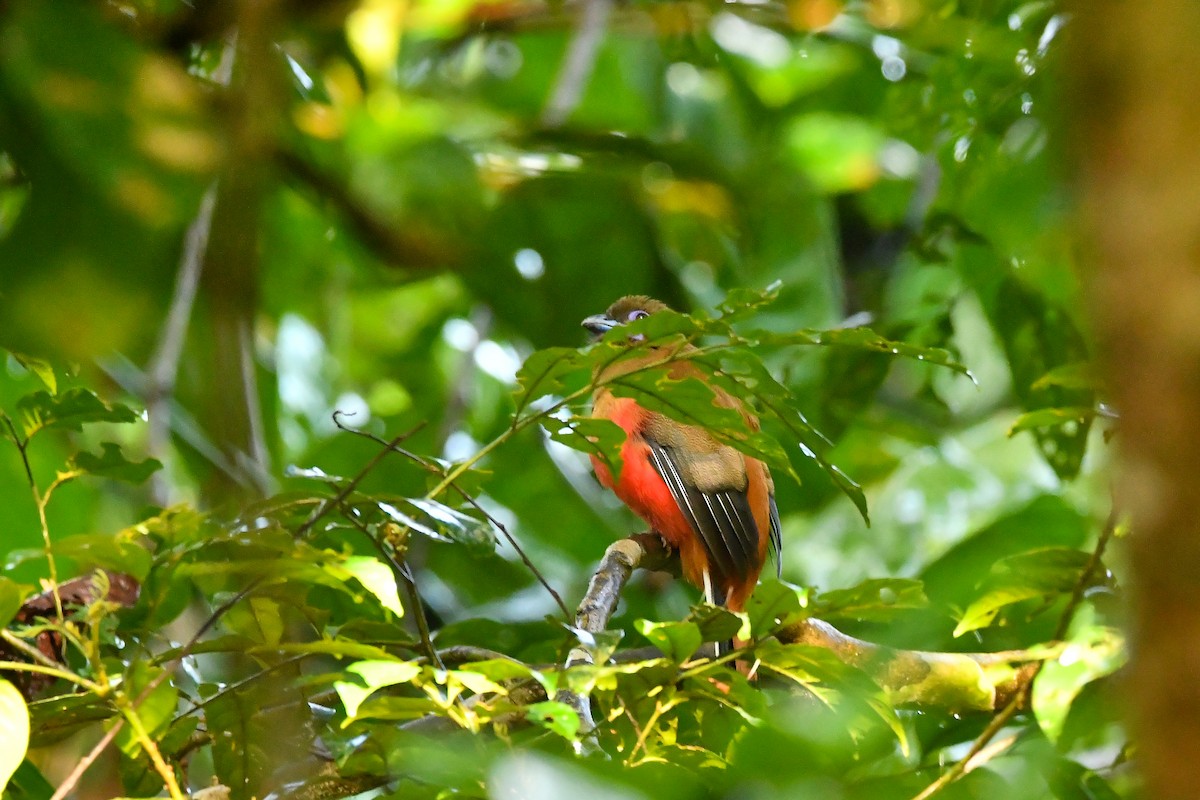 Diard's Trogon - ML643917526