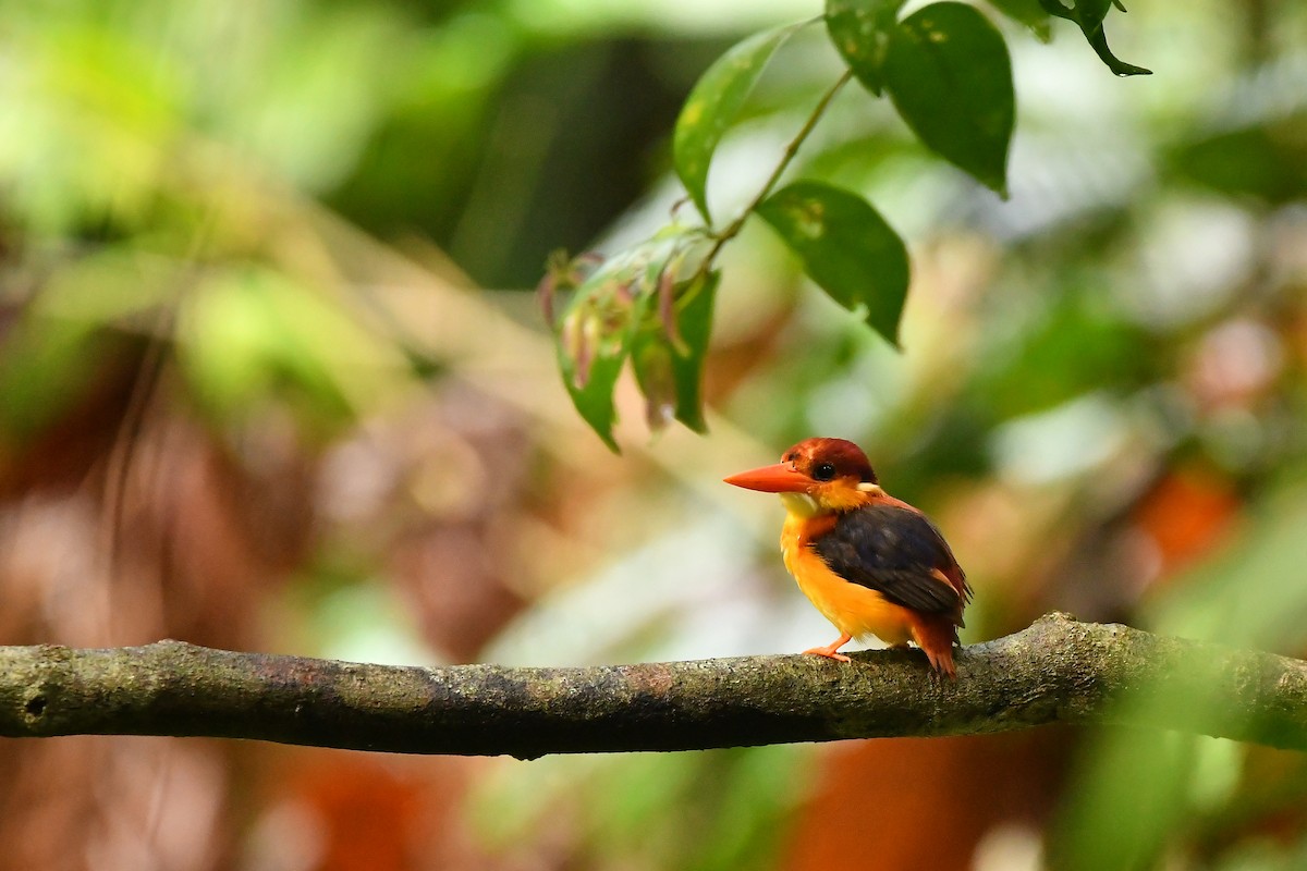 Rufous-backed Dwarf-Kingfisher - ML643917530