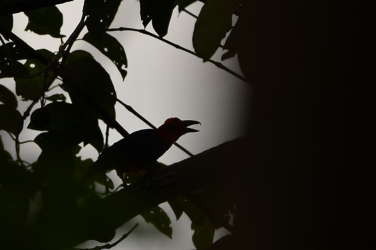 Bornean Bristlehead - ML643917553