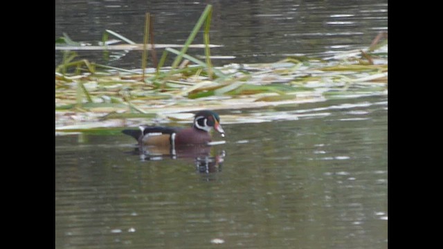 Wood Duck - ML643917567