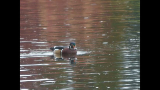 Wood Duck - ML643917578