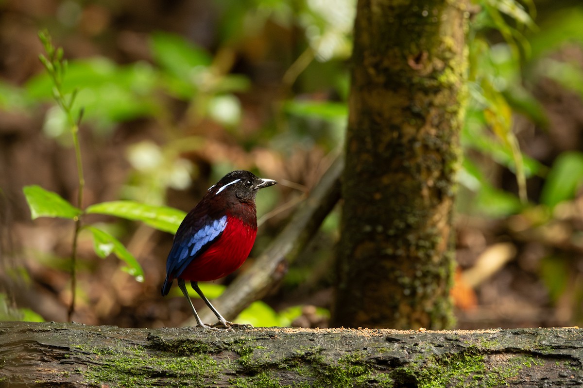 クロアカヤイロチョウ - ML643917587