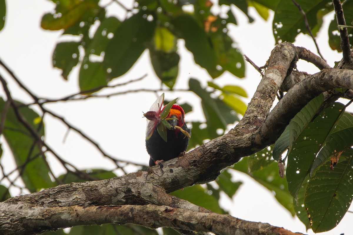 Bornean Bristlehead - ML643917591