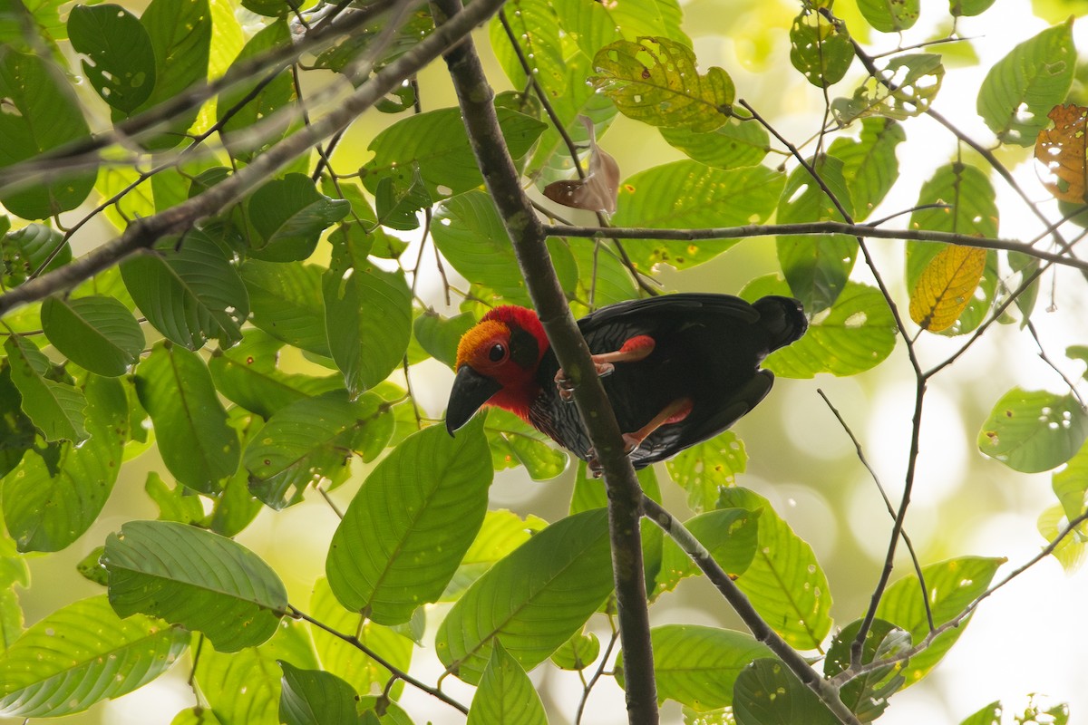 Bornean Bristlehead - ML643917592