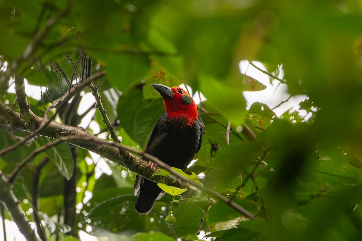 Bornean Bristlehead - ML643917593