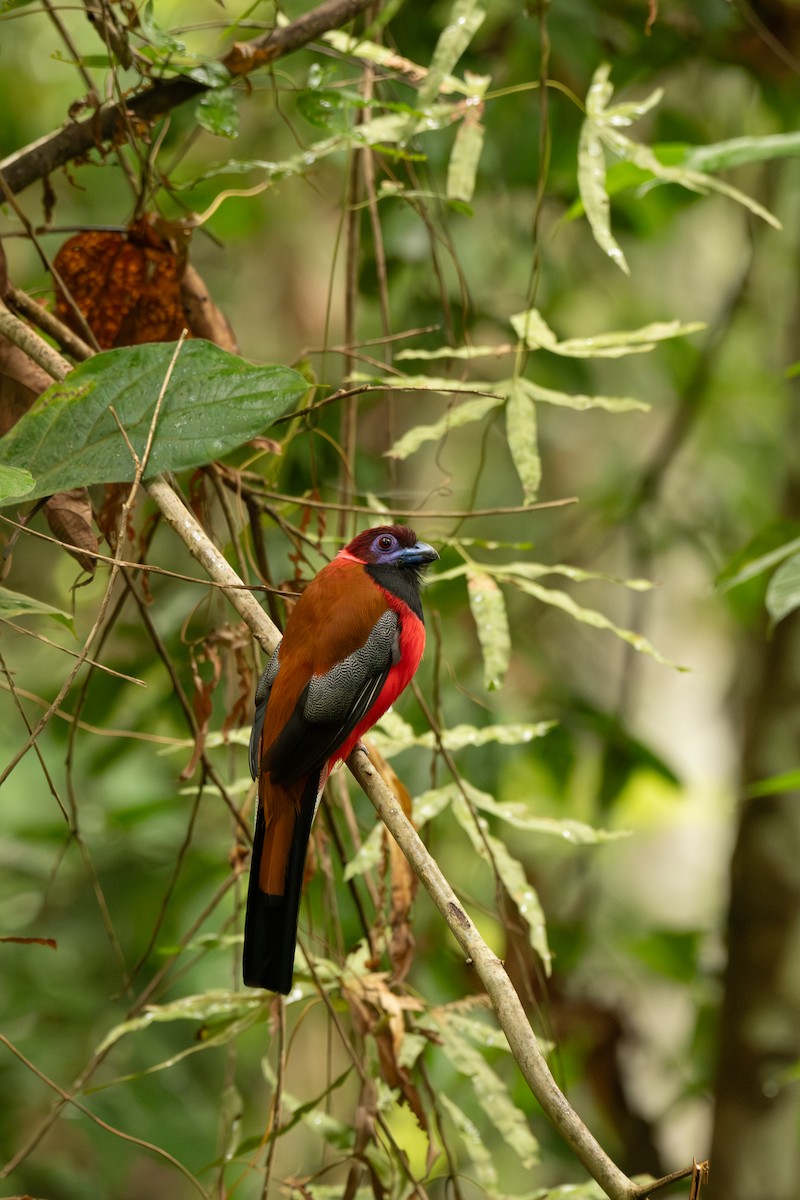 Diard's Trogon - ML643917607