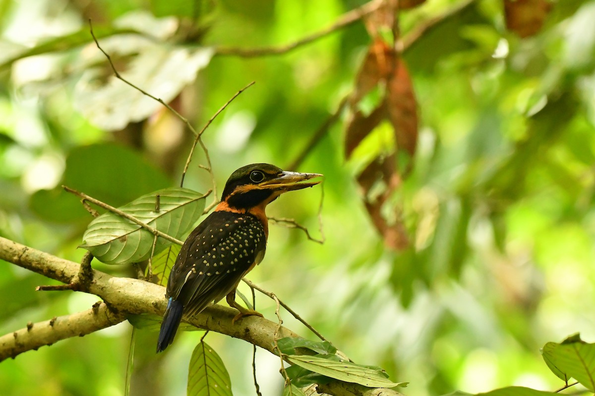 Rufous-collared Kingfisher - ML643917610