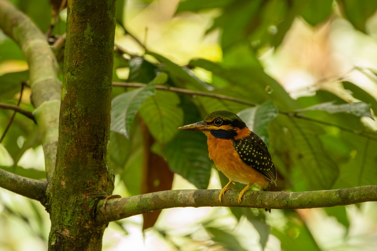 Rufous-collared Kingfisher - ML643917611