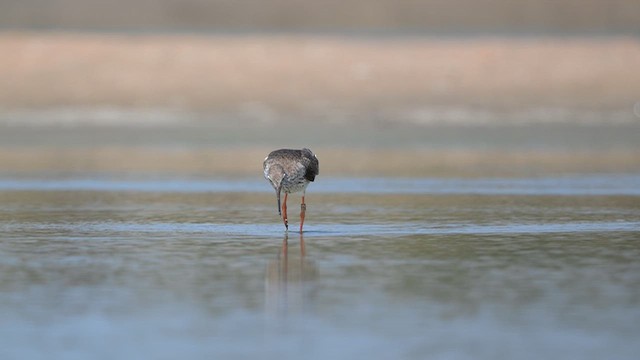 Common Redshank - ML643917616