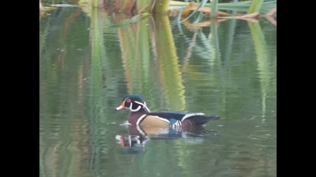 Wood Duck - ML643917623