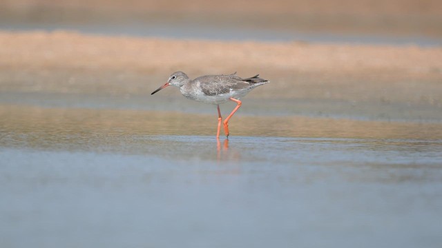 Common Redshank - ML643917624