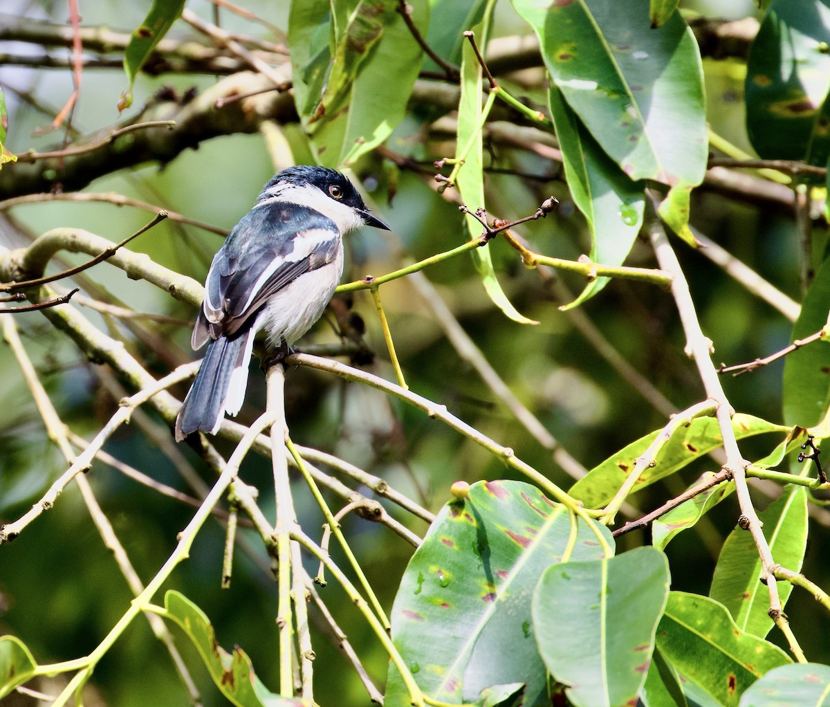 Bar-winged Flycatcher-shrike - ML643917625