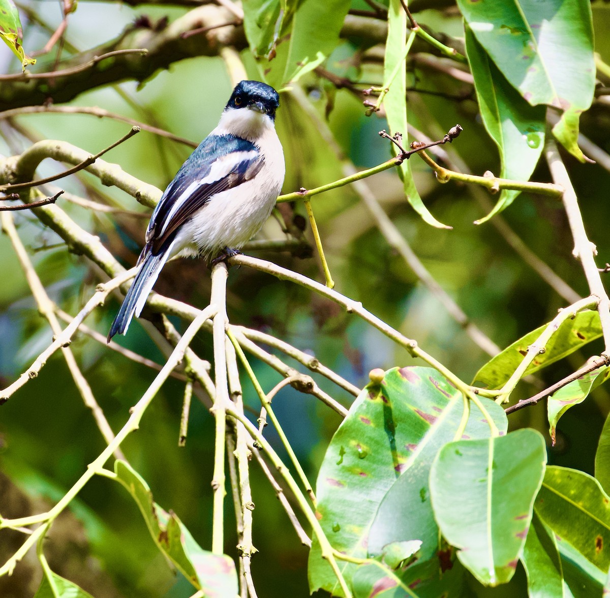 Bar-winged Flycatcher-shrike - ML643917627