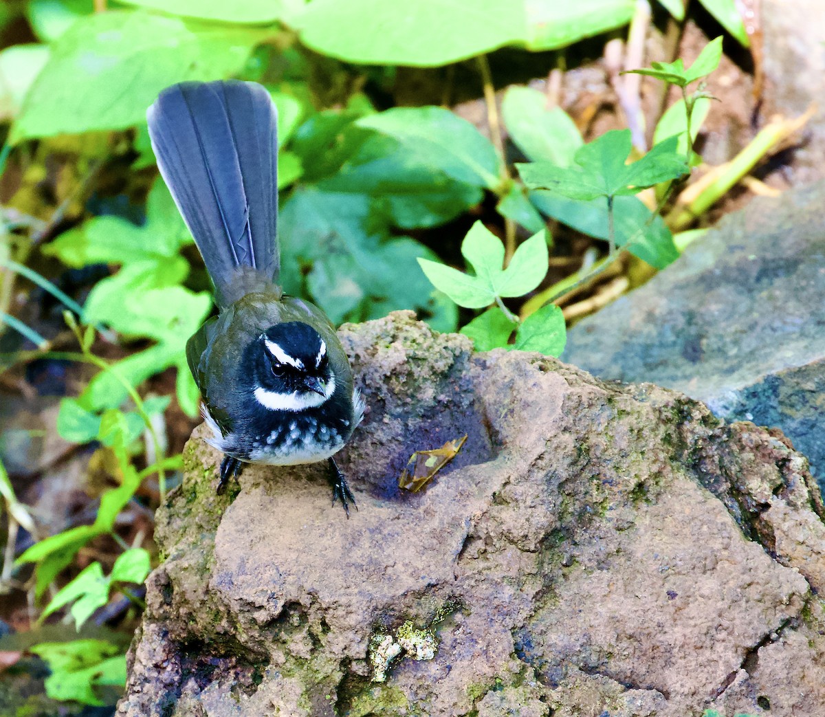 Spot-breasted Fantail - ML643917633