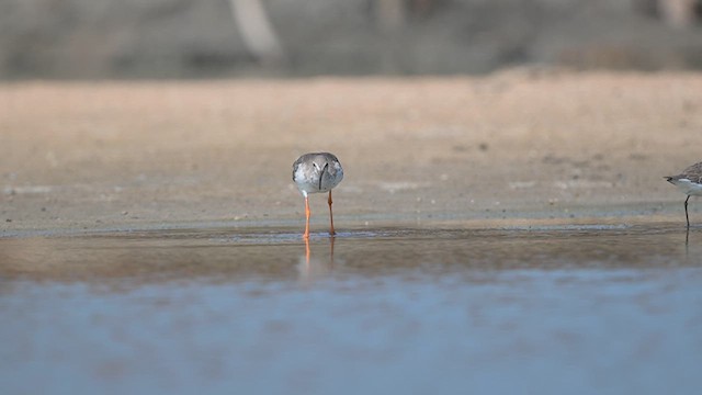 Common Redshank - ML643917634