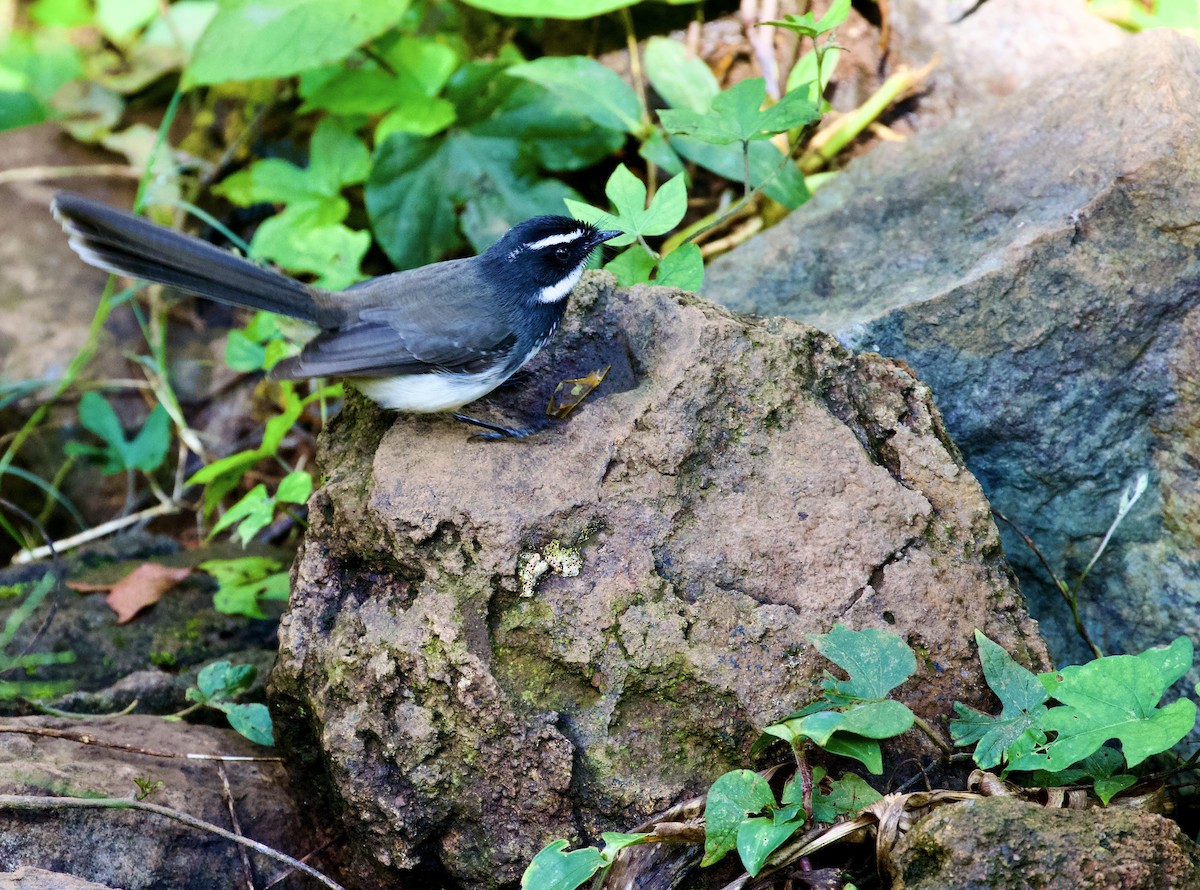 Spot-breasted Fantail - ML643917638
