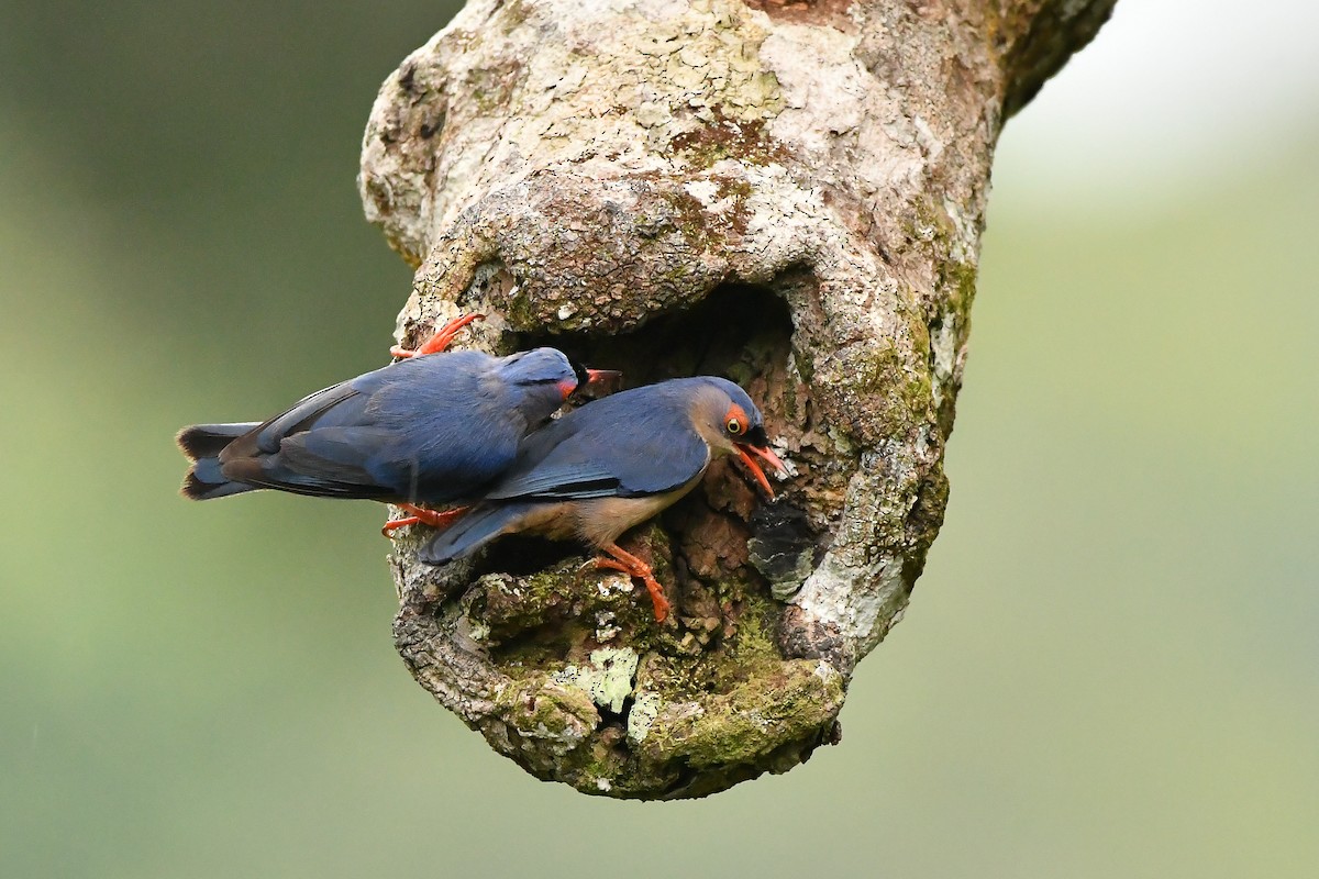 Velvet-fronted Nuthatch - ML643917641