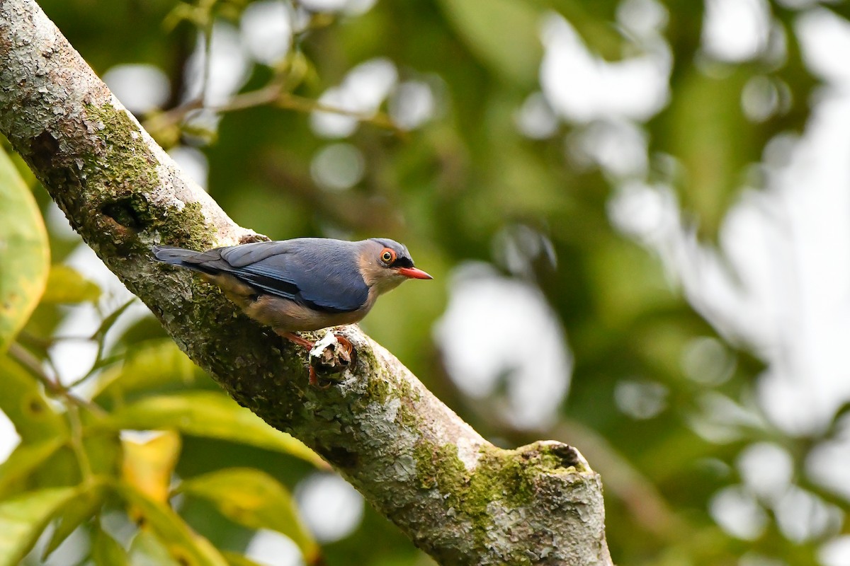 Velvet-fronted Nuthatch - ML643917642
