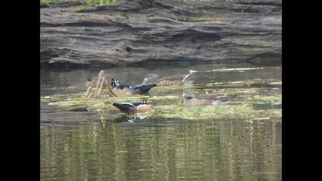 Wood Duck - ML643917662