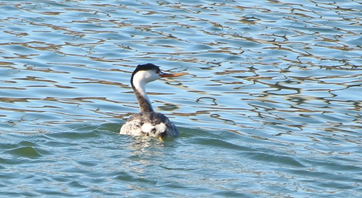 Clark's Grebe - ML643917663