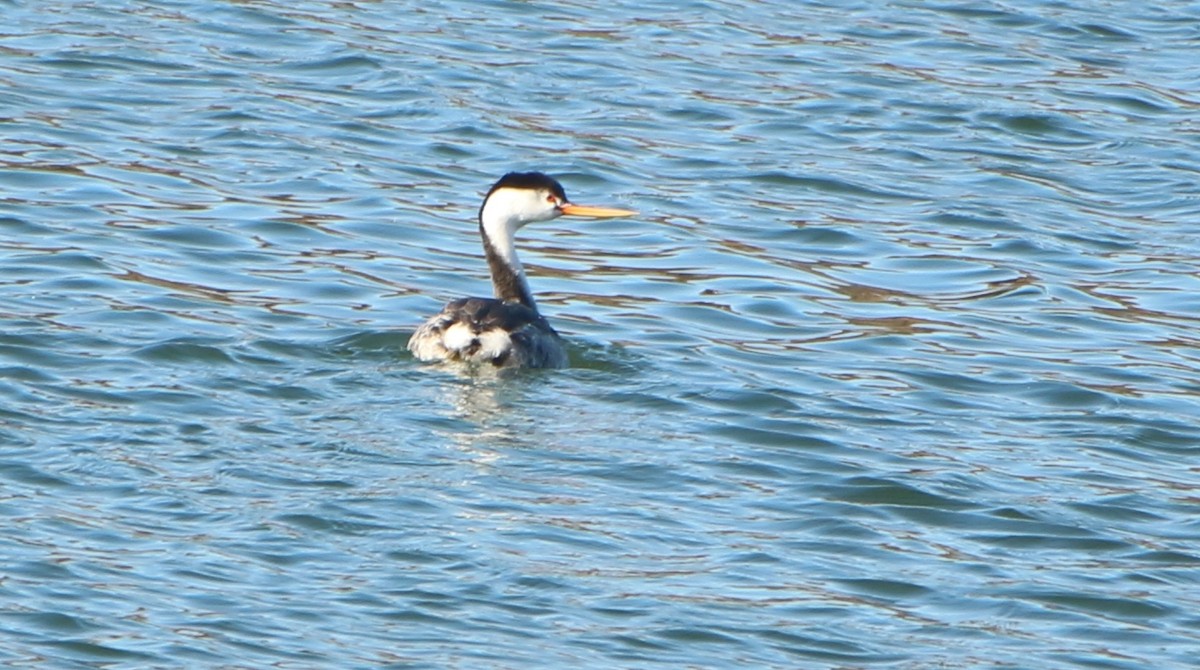 Clark's Grebe - ML643917677