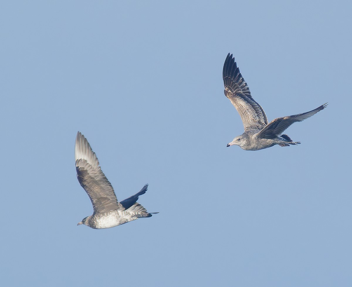 Бэсрэг хайлгана - ML643917681