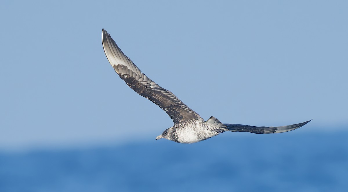 Бэсрэг хайлгана - ML643917682