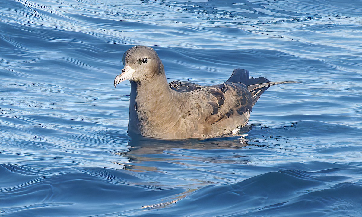 Flesh-footed Shearwater - ML643917692