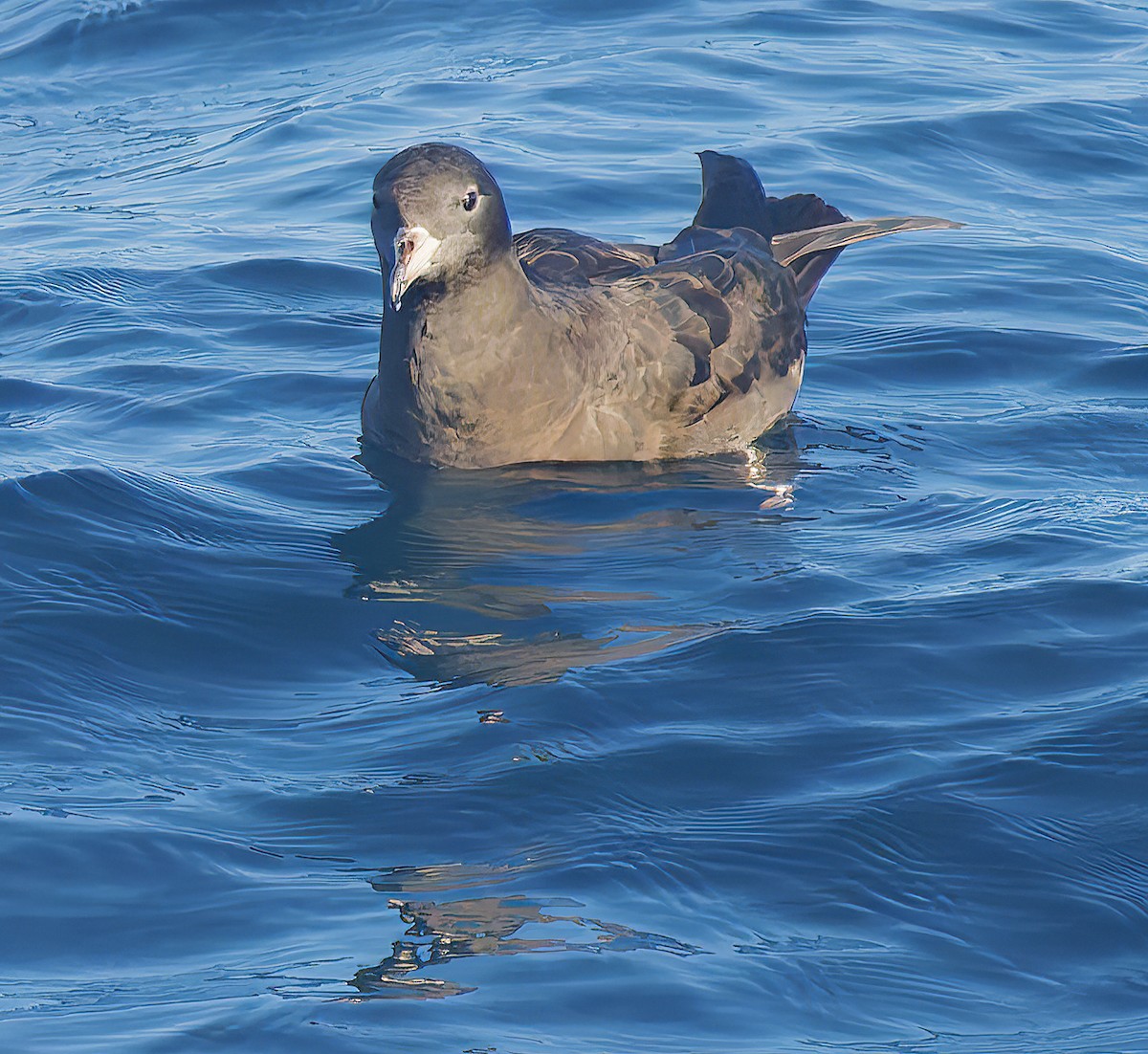Flesh-footed Shearwater - ML643917693
