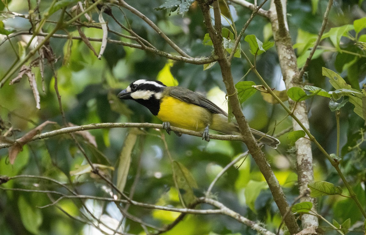 Eastern Shrike-tit - ML643917695