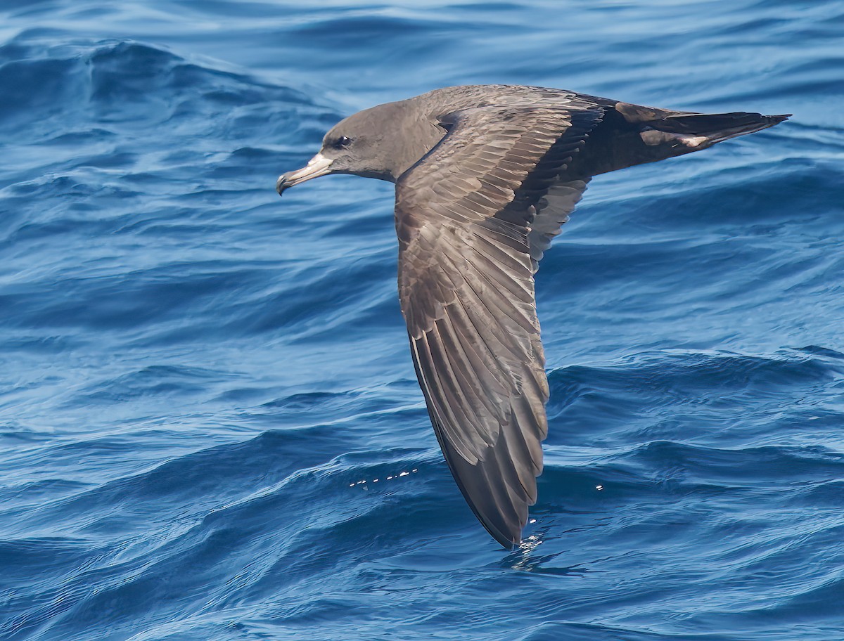 Flesh-footed Shearwater - ML643917697